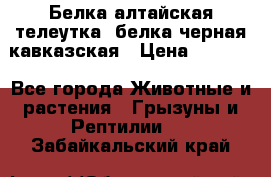 Белка алтайская телеутка, белка черная кавказская › Цена ­ 5 000 - Все города Животные и растения » Грызуны и Рептилии   . Забайкальский край